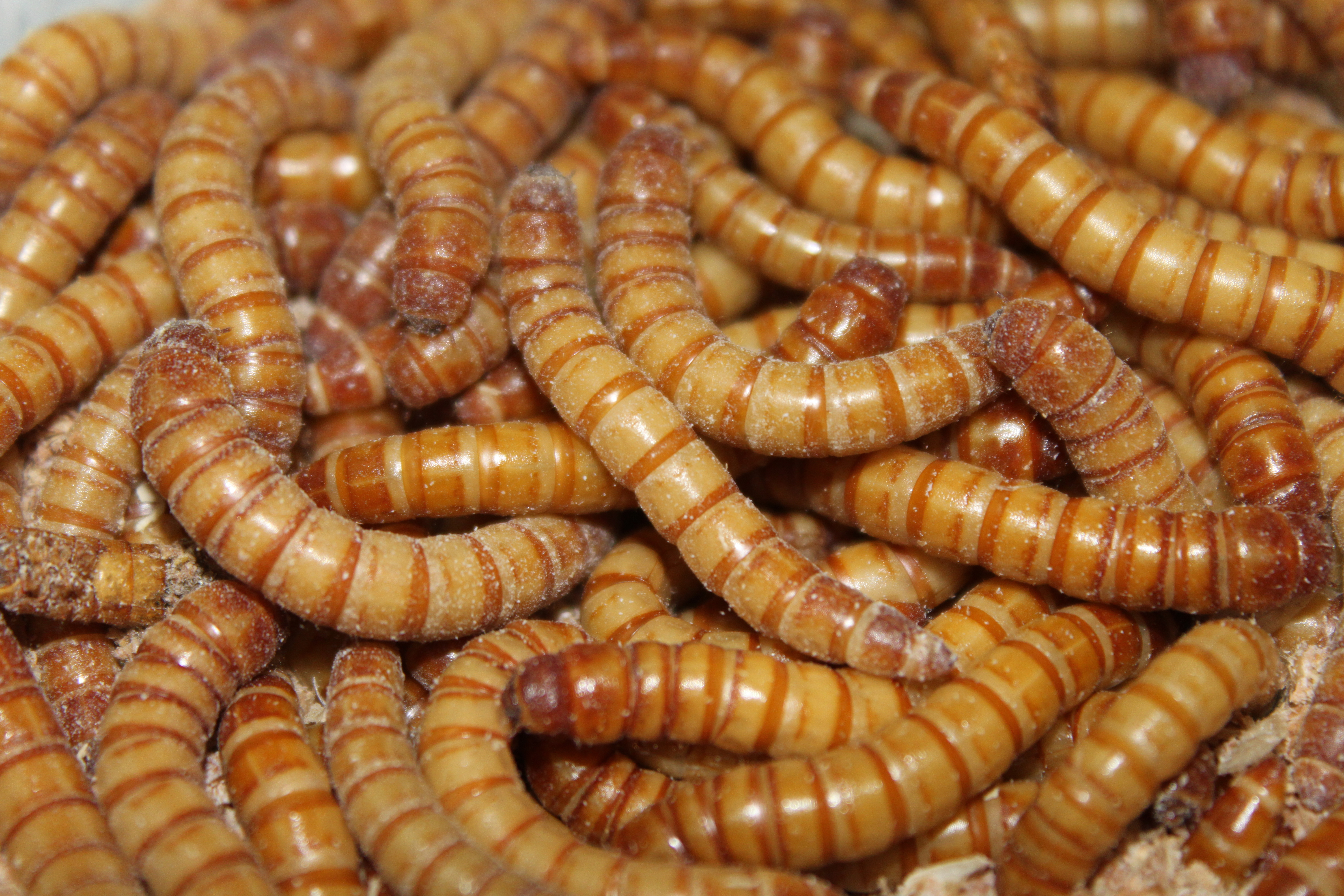 1000052 - 00 Mehlwurm klein