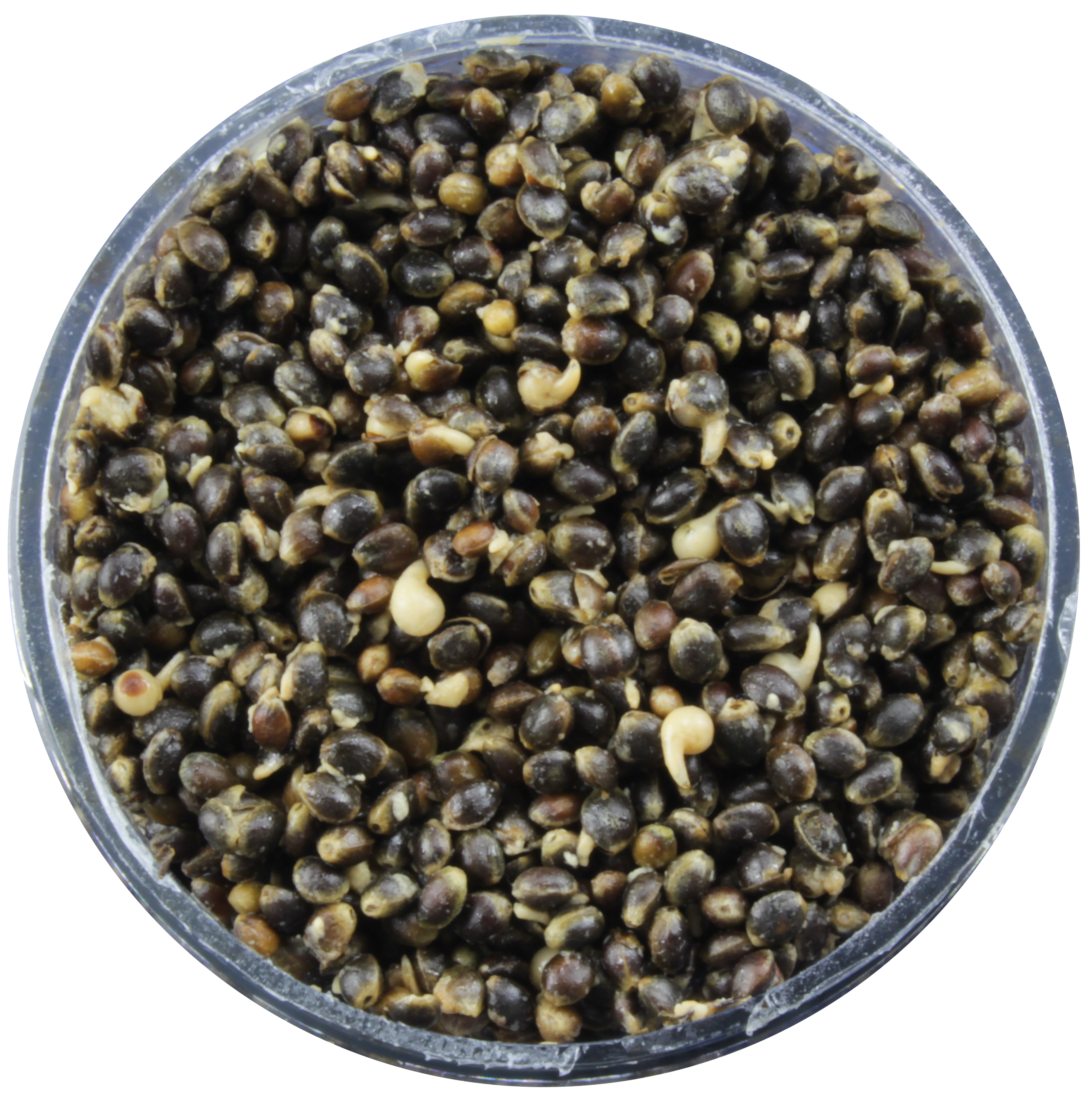 7320035 - 01 AF Gekochter Hanf